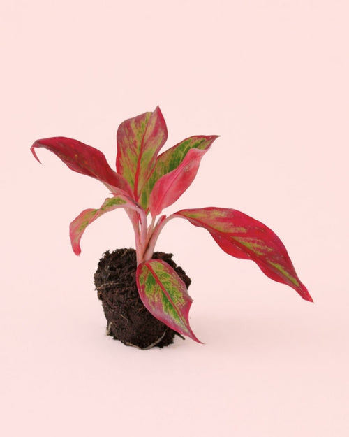 Aglaonema Red Fire Mini - Pur Plant
