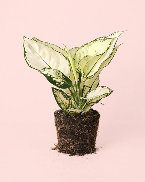 Aglaonema White Joy M - Pur Plant