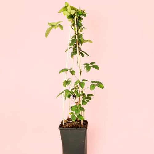 Akebia Quinata M - Pur Plant