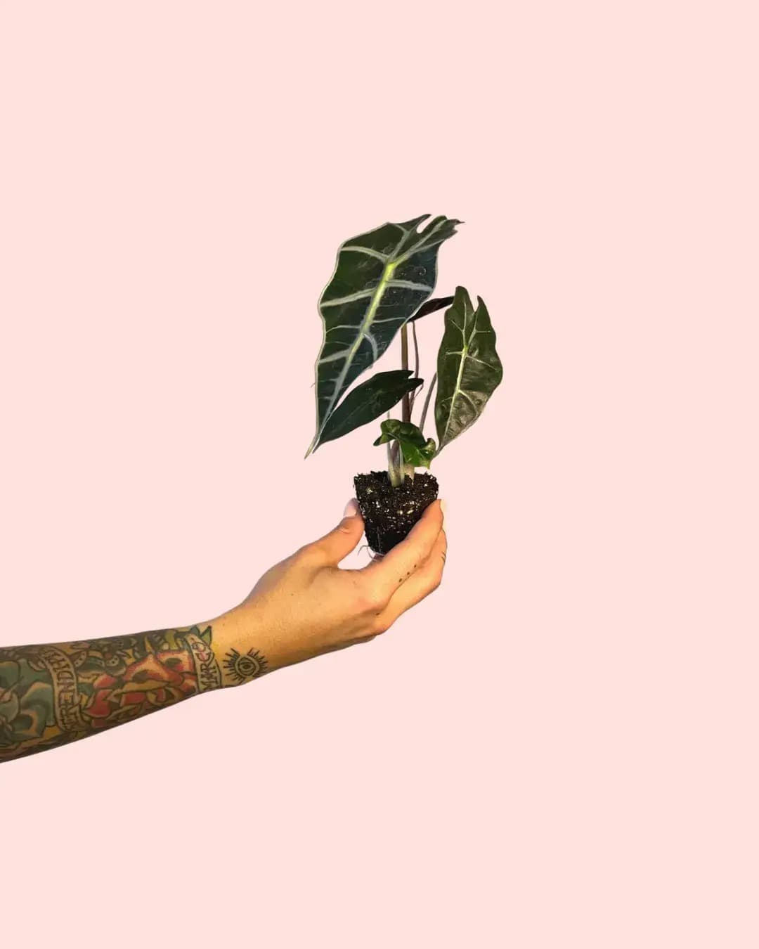 Alocasia Amazónica Mini - Pur Plant