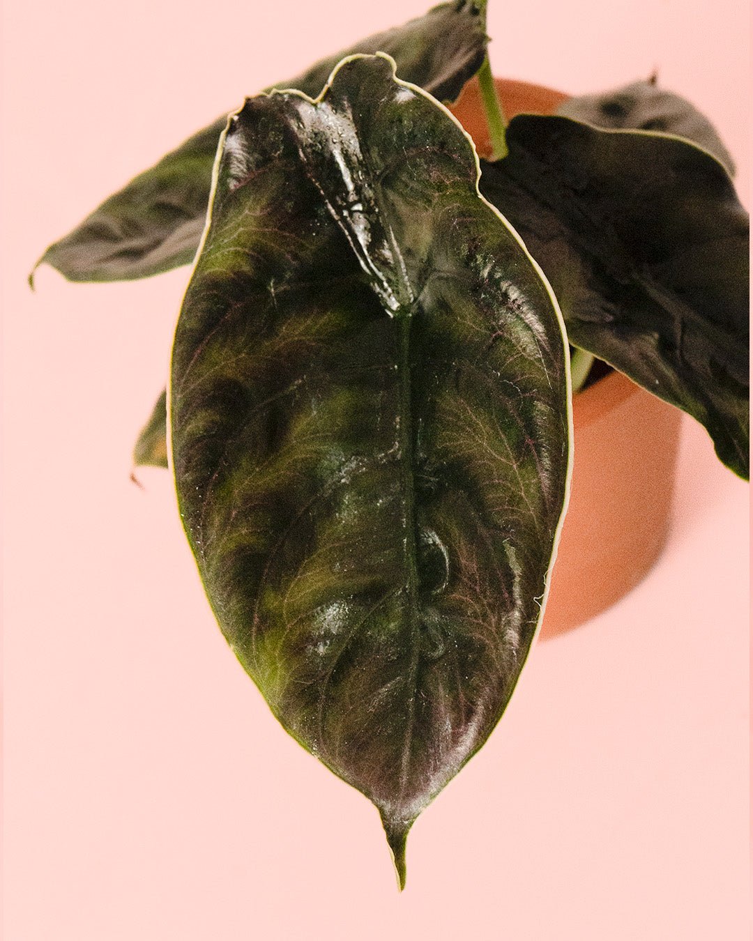 Alocasia Azlanii Mini - Pur Plant