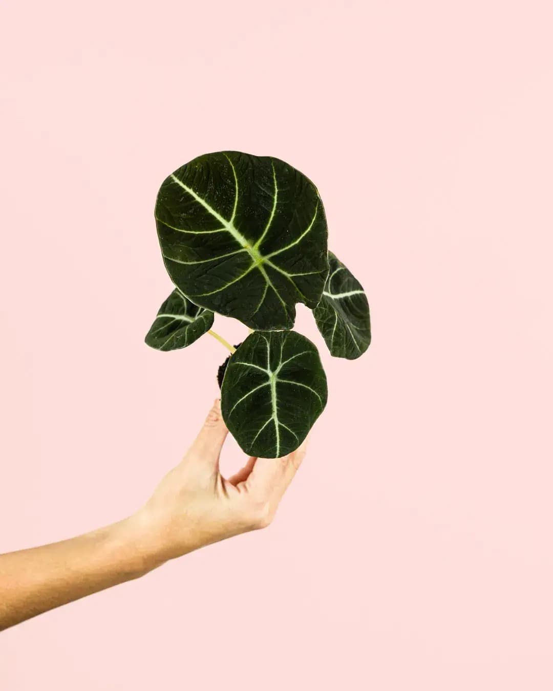 Alocasia Black Velvet Mini - Pur Plant