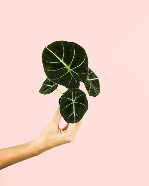 Alocasia Black Velvet Mini - Pur Plant