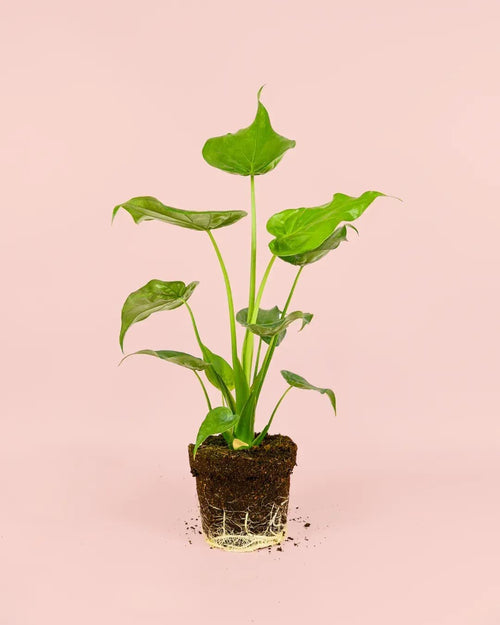 Alocasia Cucullata M - Pur Plant