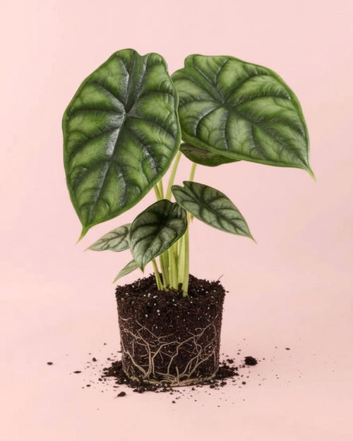 Alocasia Dragon Scale M - Pur Plant