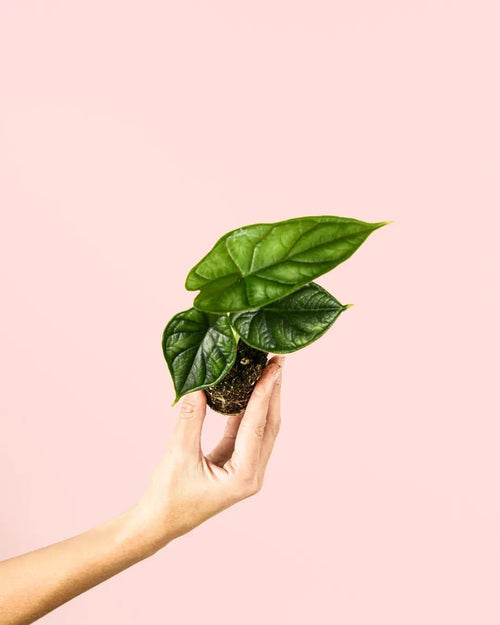 Alocasia Dragon Scale Mini - Pur Plant