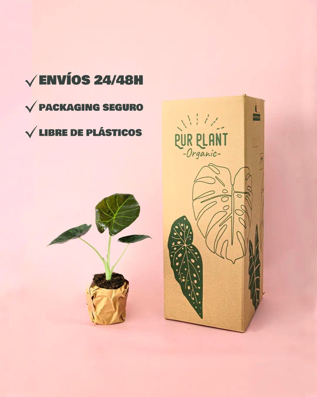 alocasia frydek caja