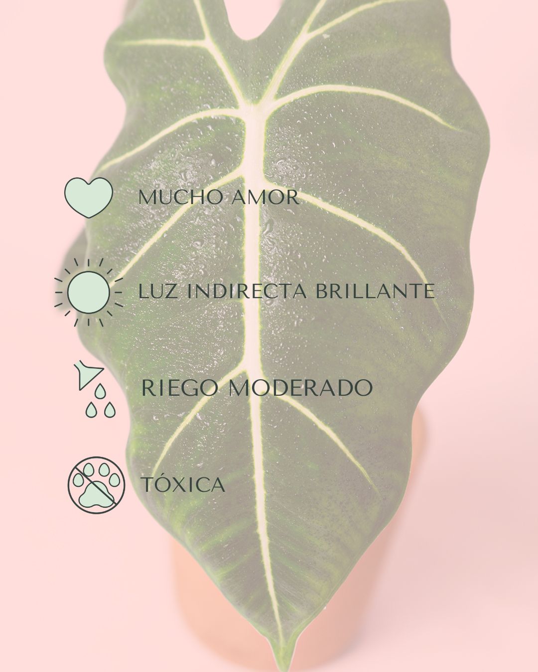 Alocasia Frydek M - Pur Plant