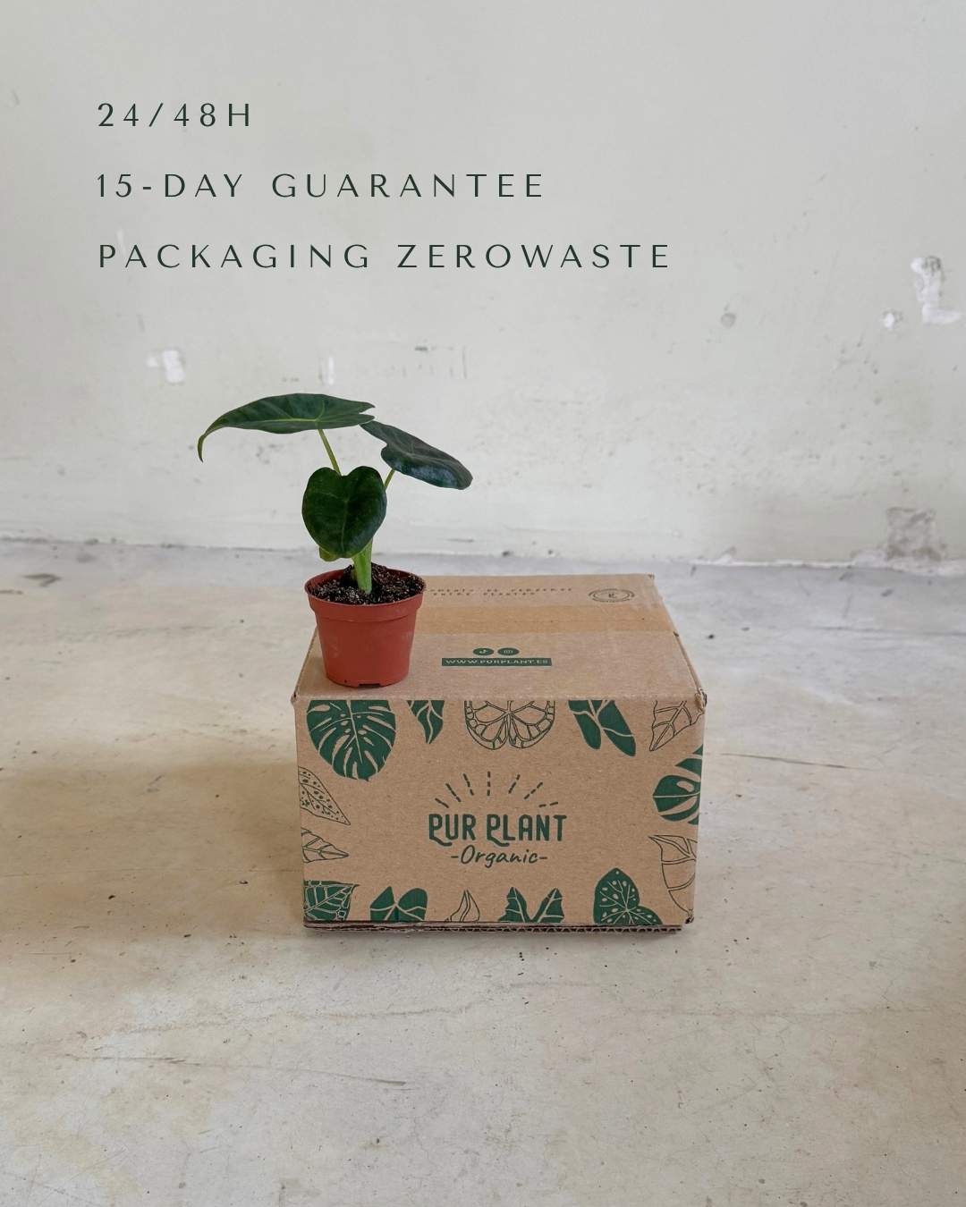 Alocasia Frydek Mini - Pur Plant