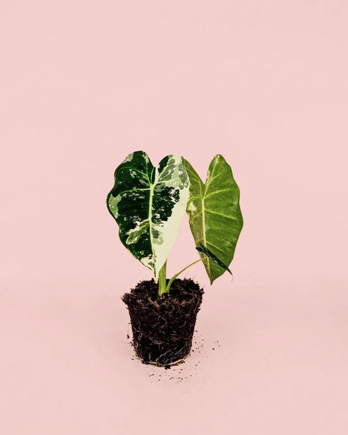 Alocasia Frydek Variegada M - Pur Plant