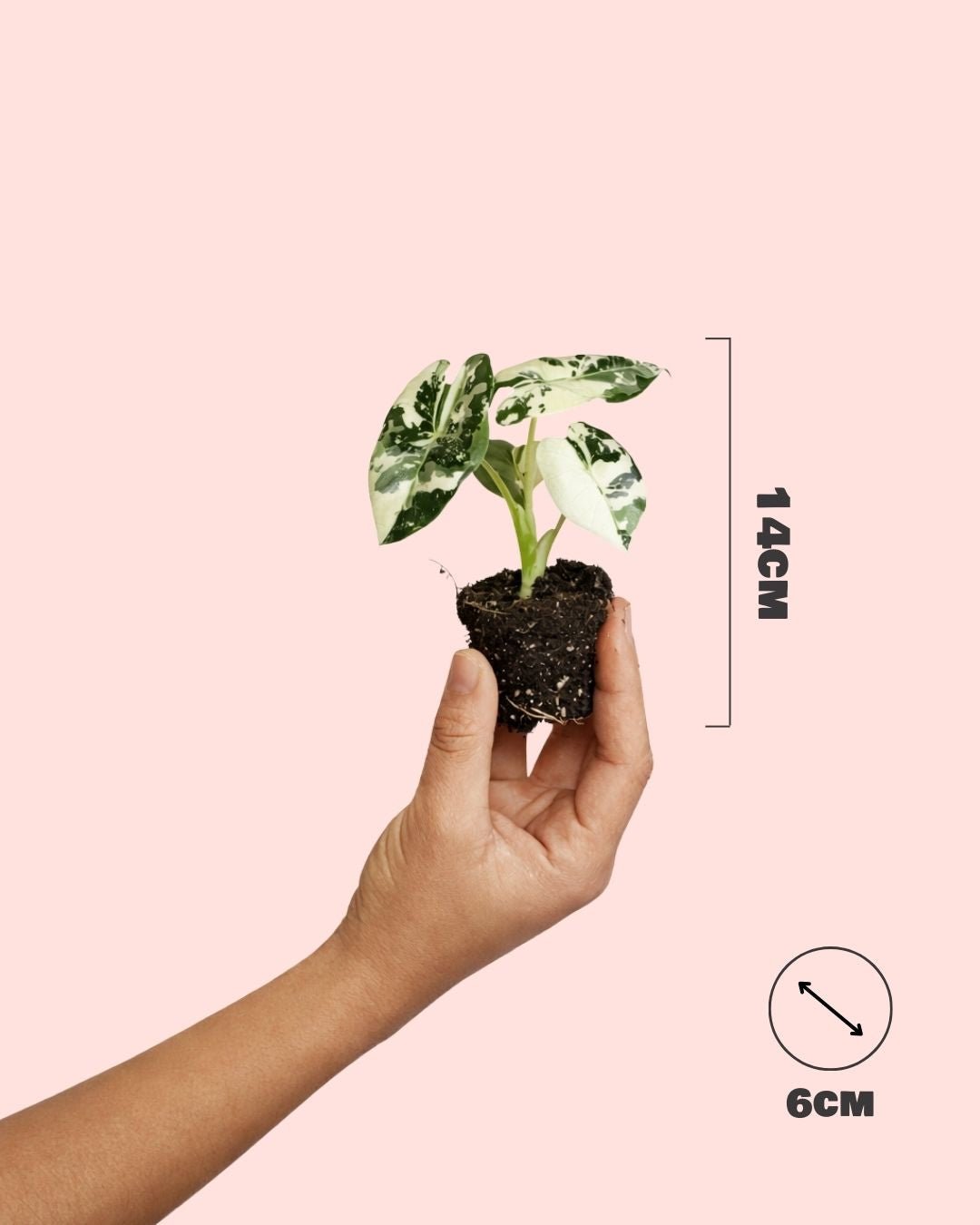 Alocasia Frydek Variegada Mini - Pur Plant