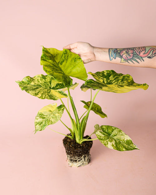 Alocasia Gageana Variegata M - Pur Plant