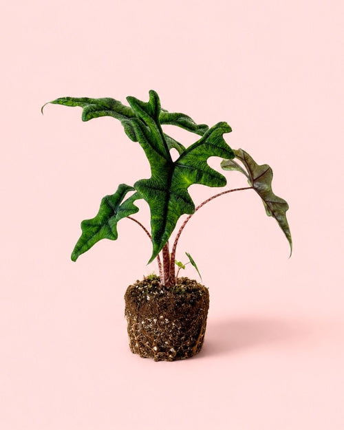 Alocasia Jacklyn M - Pur Plant