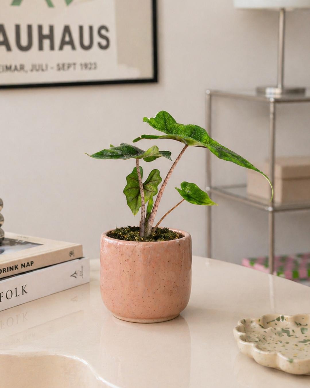 alocasia-jacklyn-mini-context