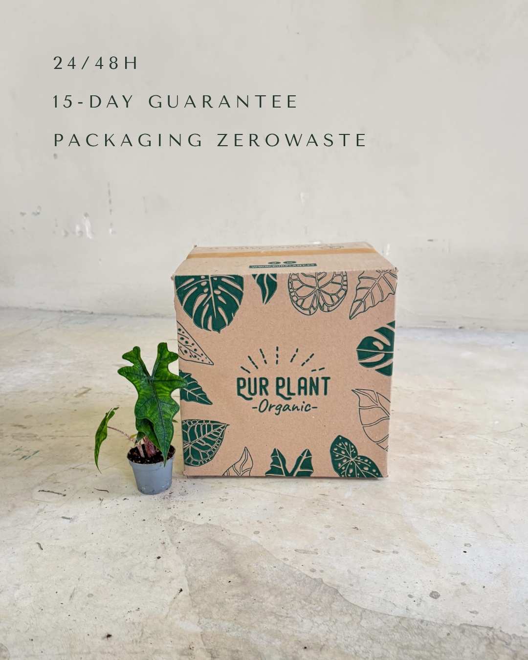 alocasia-jacklyn-mini-packaging