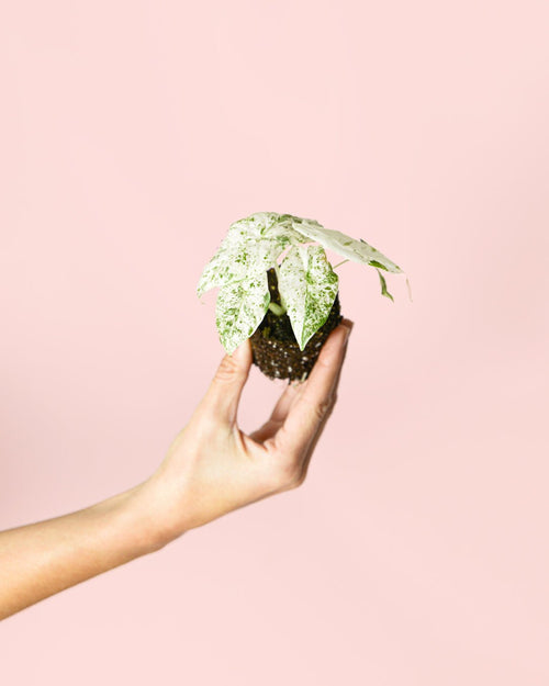 Alocasia Macrorrhiza Camuflaje Mini - Pur Plant