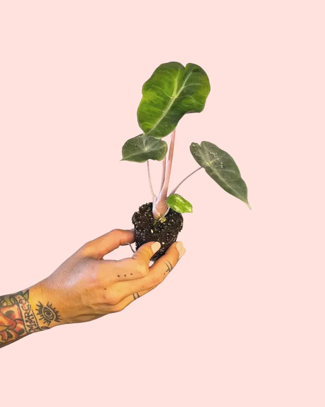 Alocasia Pink Dragon Mini - Pur Plant