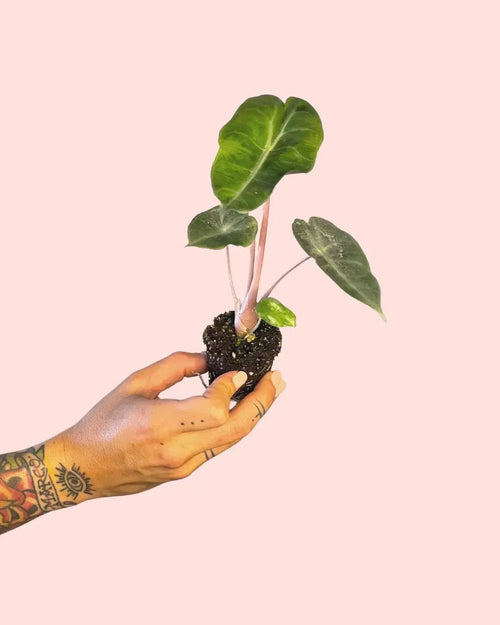 Alocasia Pink Dragon Mini - Pur Plant