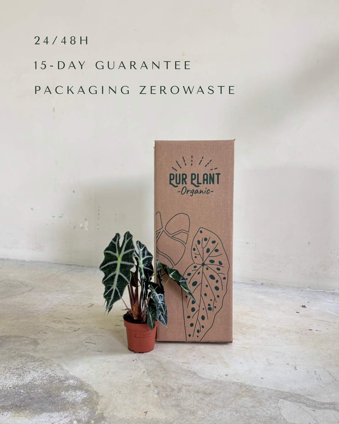 Alocasia Polly M - Pur Plant