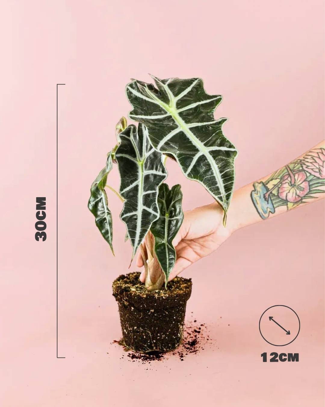 Alocasia Polly M - Pur Plant