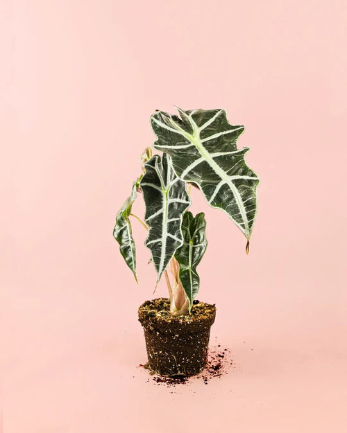 Alocasia Polly M - Pur Plant