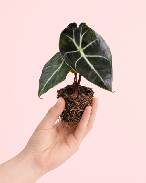 Alocasia Red Petiole Mini - Pur Plant