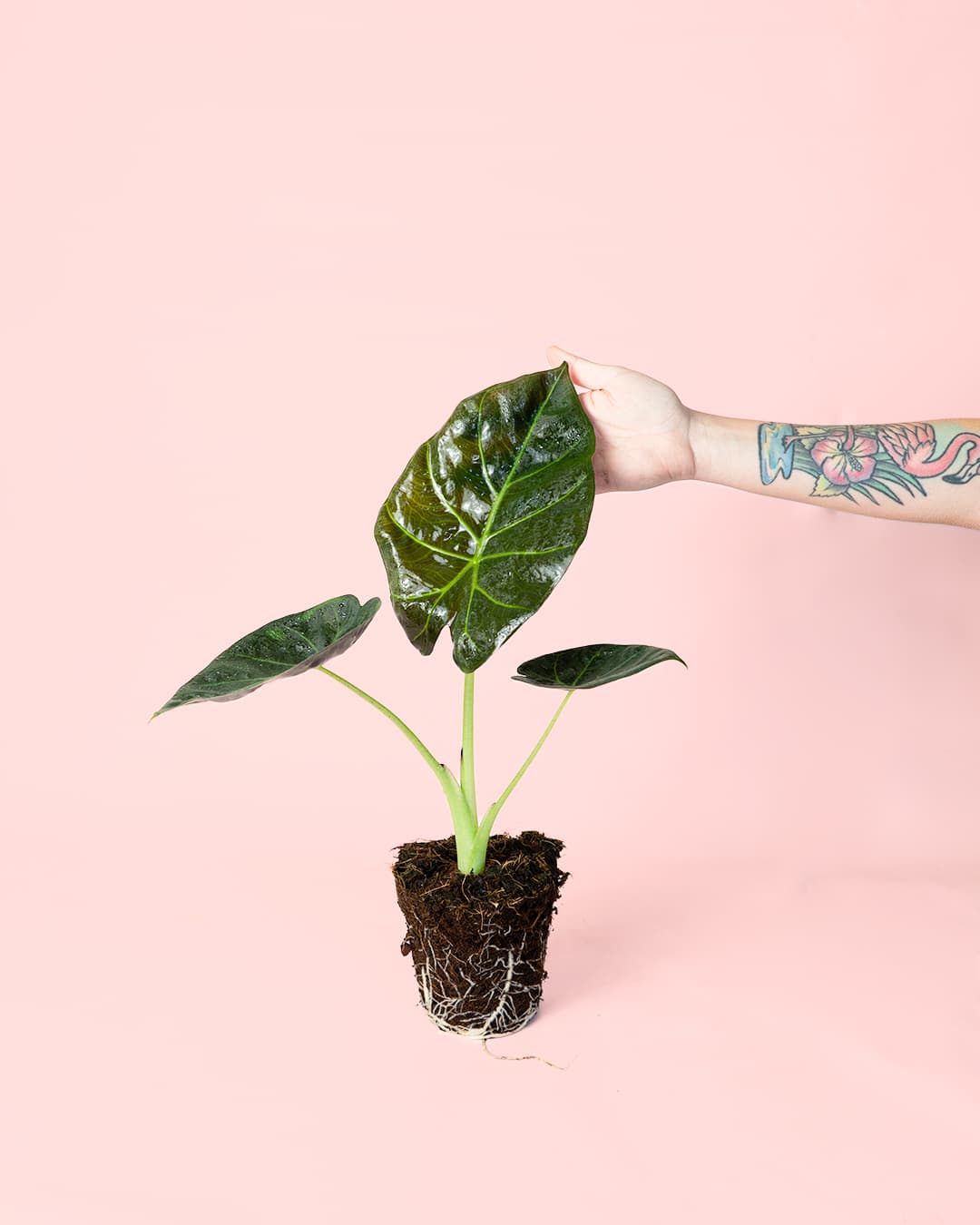 Alocasia Regal Shields M - Pur Plant