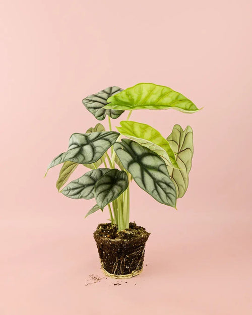 Alocasia Silver Dragon M - Pur Plant
