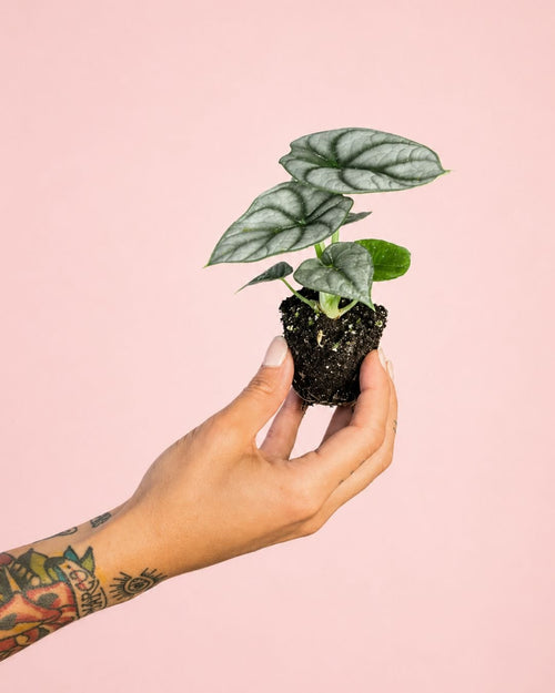 Alocasia Silver Dragon Mini - Pur Plant