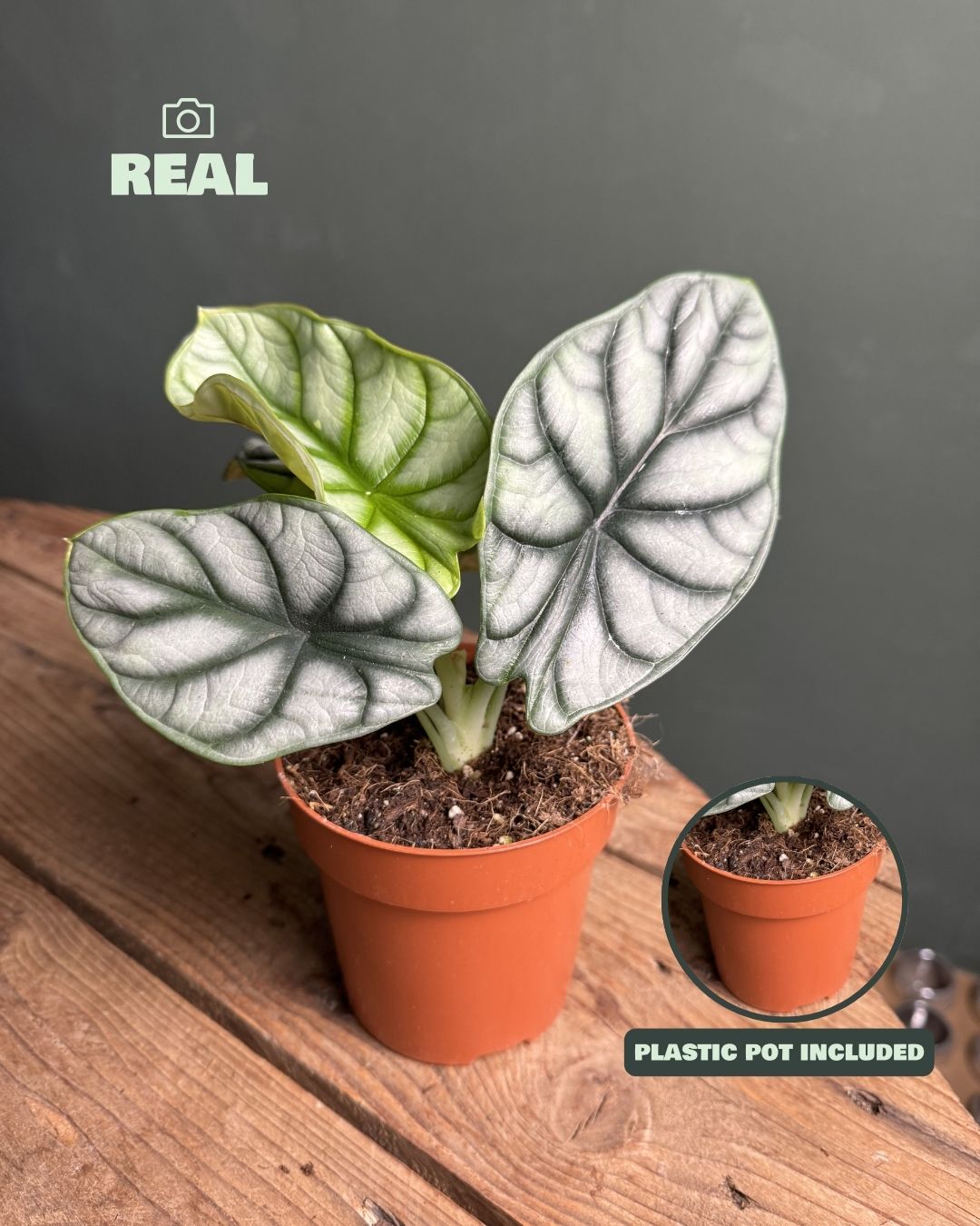 alocasia silver real