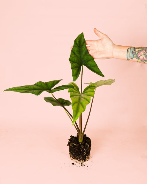 Alocasia Simpo M - Pur Plant