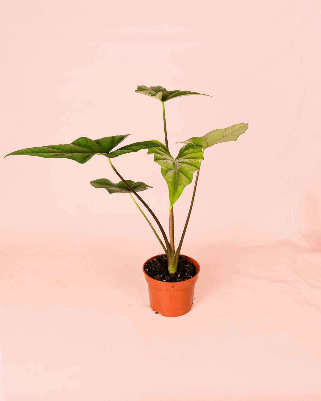 Alocasia Simpo M - Pur Plant