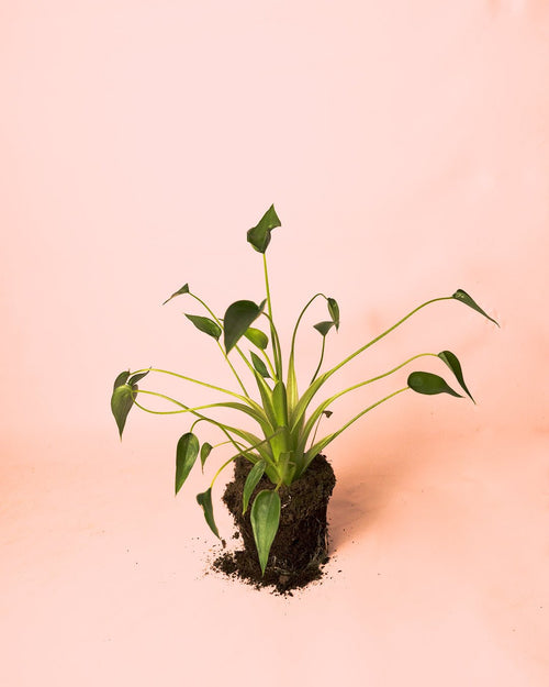 Alocasia Tiny Dancer M - Pur Plant