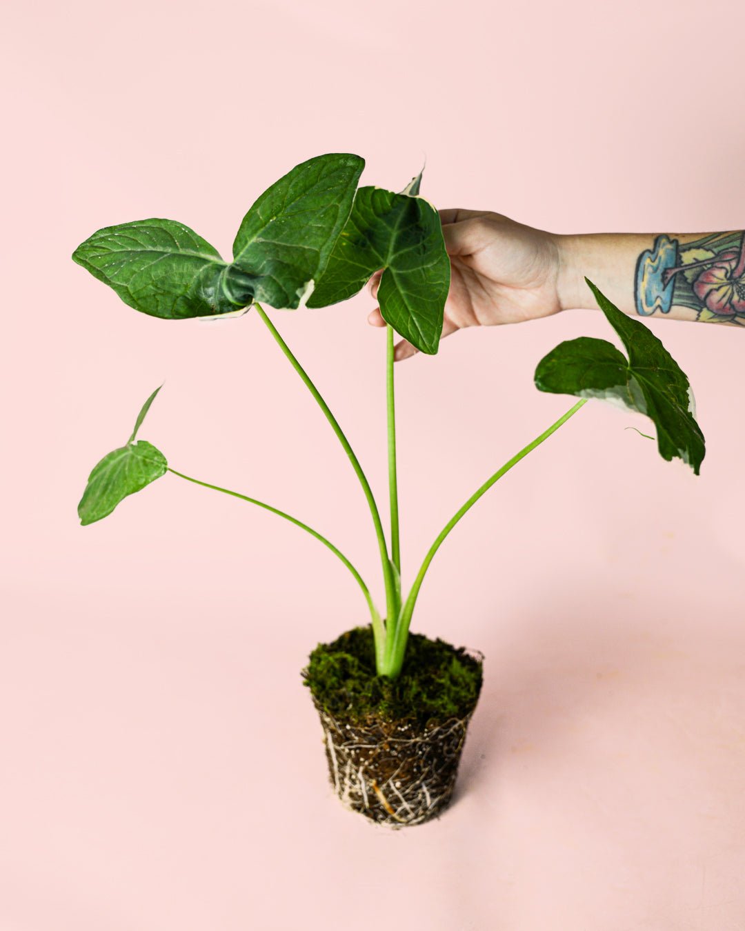 Alocasia Xanthosoma albomarginata – Mickey Mouse M - Pur Plant