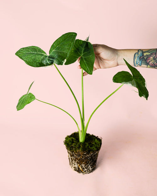Alocasia Xanthosoma albomarginata – Mickey Mouse M - Pur Plant