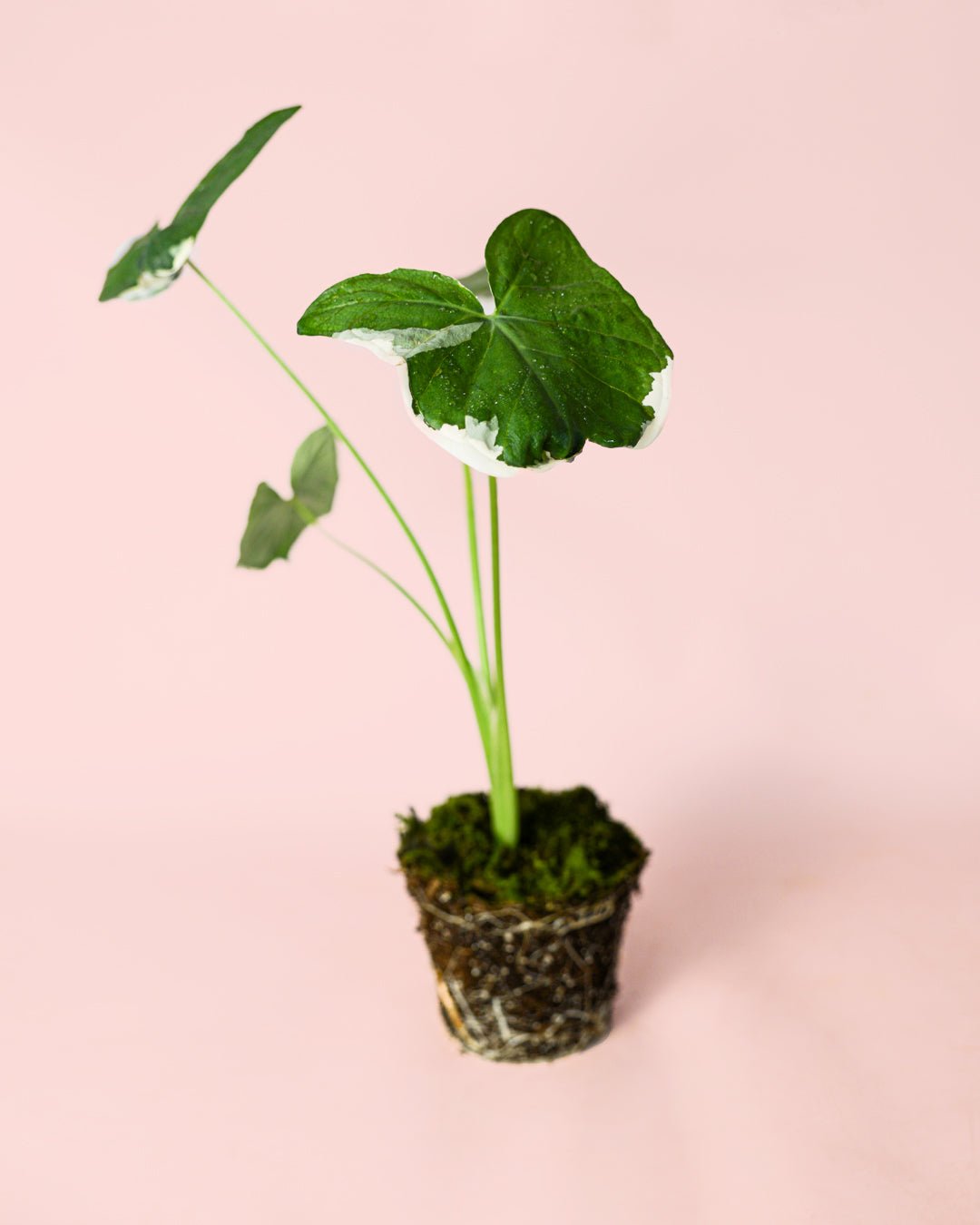 Alocasia Xanthosoma albomarginata – Mickey Mouse M - Pur Plant