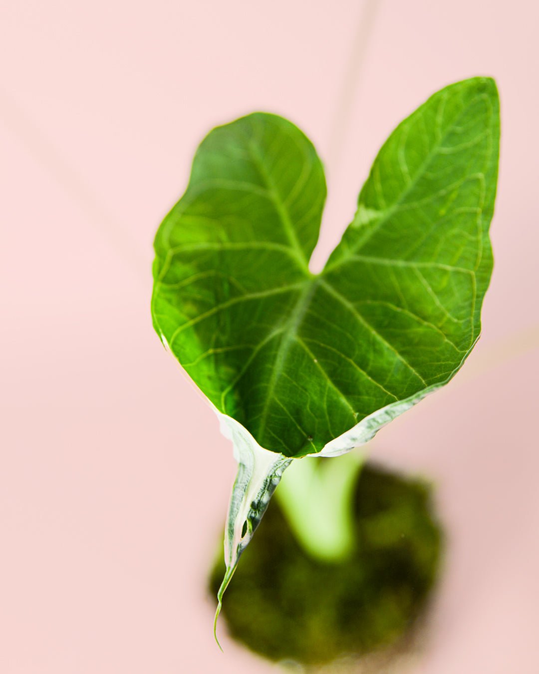 Alocasia Xanthosoma albomarginata – Mickey Mouse M - Pur Plant