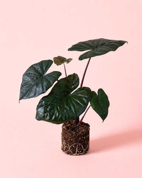 Alocasia Yucatan Princess M - Pur Plant