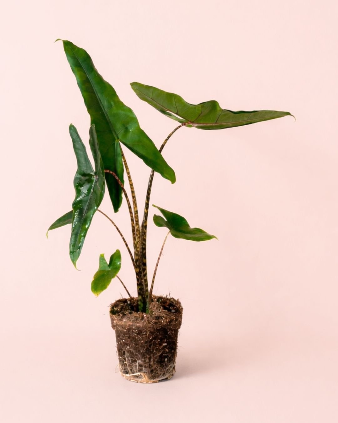 Alocasia Zebrina M - Pur Plant
