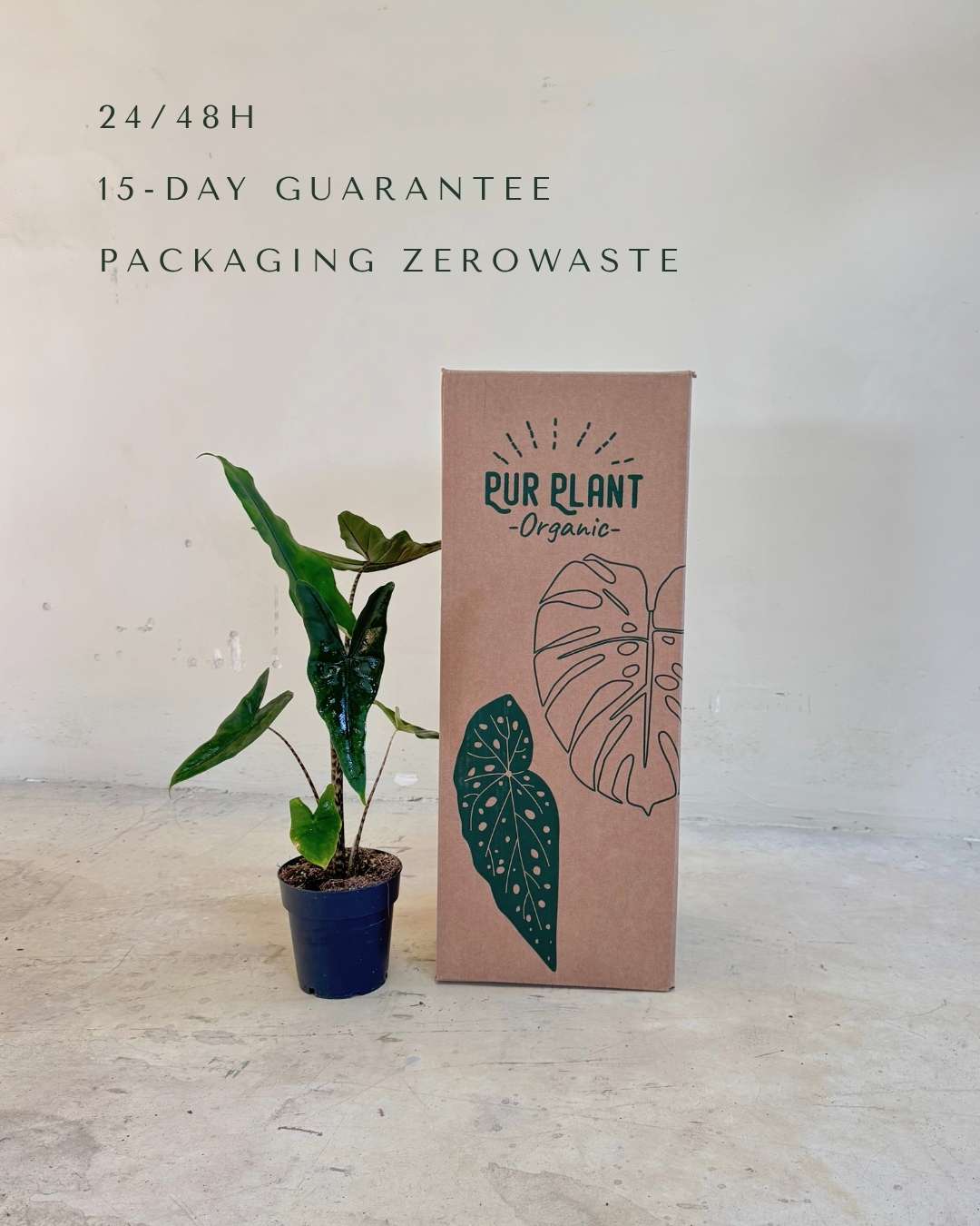 Alocasia Zebrina M - Pur Plant