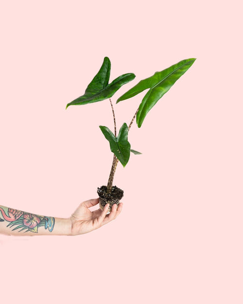 Alocasia Zebrina Mini - Pur Plant