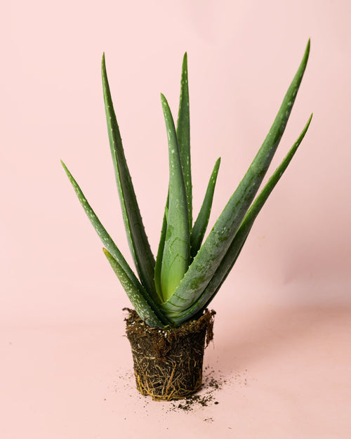 Aloe Vera M - Pur Plant