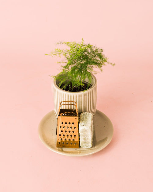 Ambientador Sostenible Blanco con Mini Planta - Pur Plant