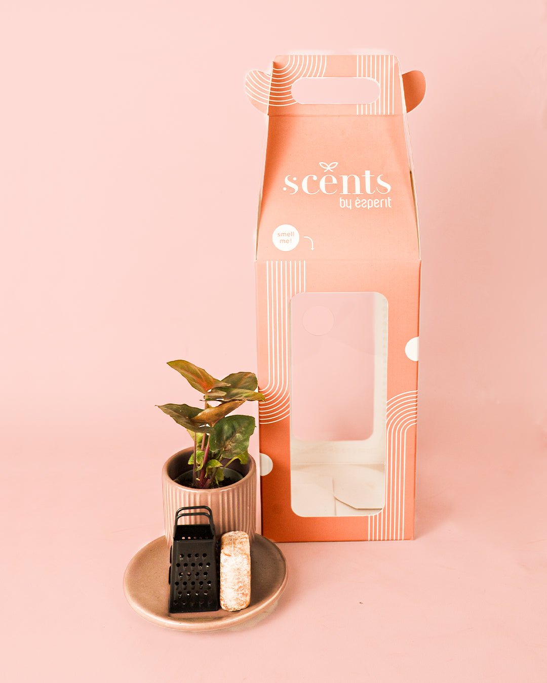 Ambientador Sostenible Rosa con Mini Planta - Pur Plant