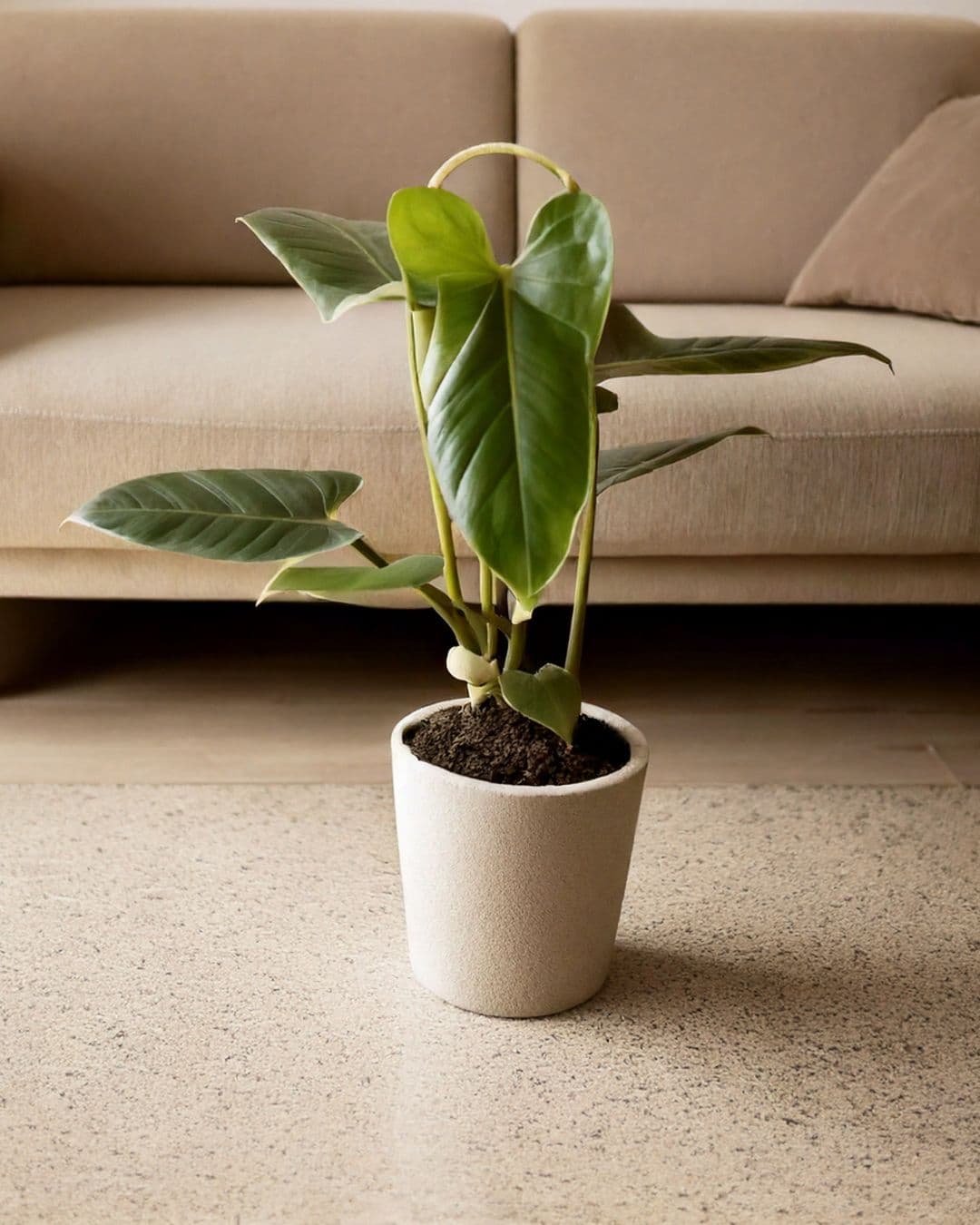 Anthurium Balaoanum M - Pur Plant