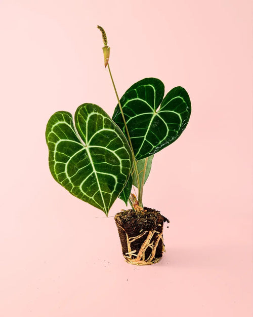 Anthurium Clarinervium M - Pur Plant