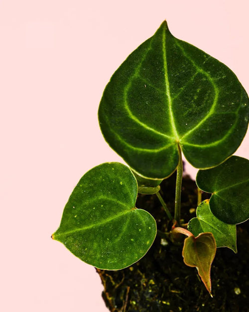Anthurium Clarinervium Mini - Pur Plant