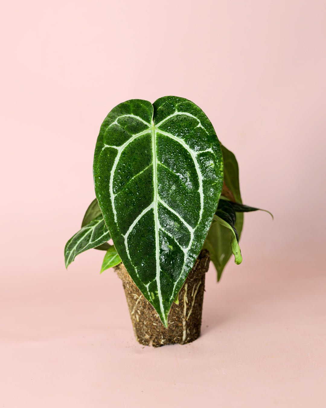 Anthurium Crystallinum M - Pur Plant