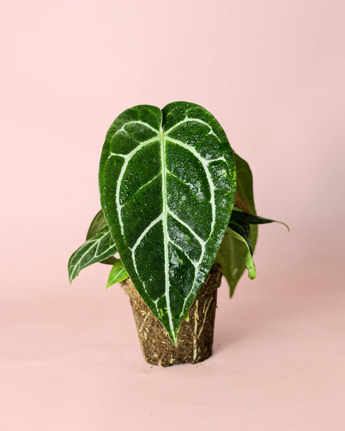 Anthurium Crystallinum M - Pur Plant