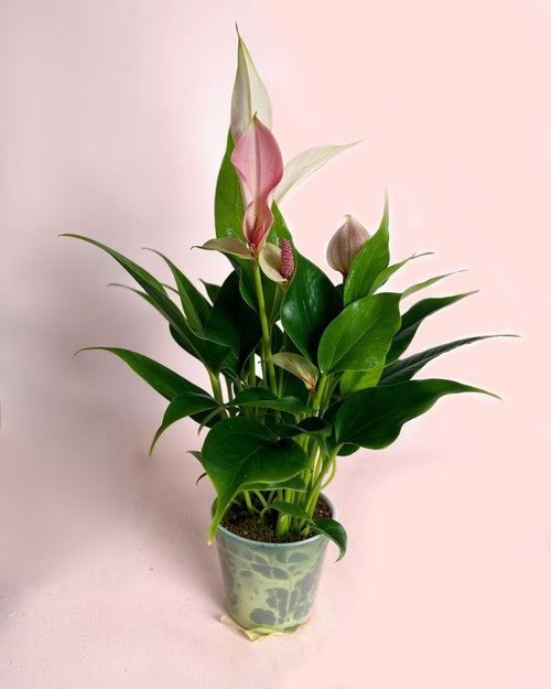Anthurium Lilly Pink Mini - Pur Plant